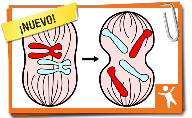 Mitosis es…